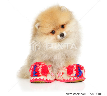 Portrait of a Pomeranian Spitz puppy Portrait of a Pomeranian Spitz puppy 58834019
