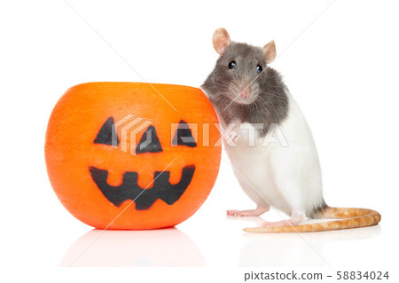 Decorative rat sits near Halloween candlelight 58834024