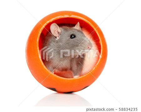 Decorative rat sits in orange Halloween Decorative rat sits in orange Halloween 58834235