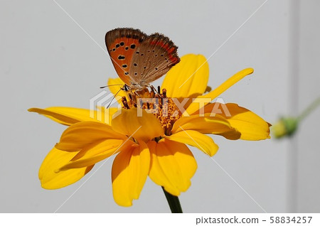 Flower and butterfly Flower and butterfly 58834257