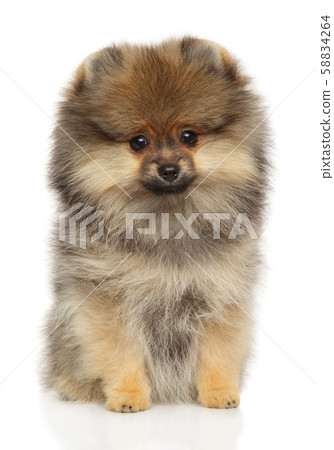 Pomeranian Spitz puppy sits on white background Pomeranian Spitz puppy sits on white background 58834264