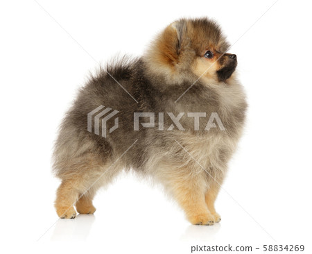 Pomeranian spitz puppy in standing 58834269