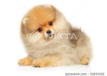 Pomeranian Spitz puppy looking at the camera Pomeranian Spitz puppy looking at the camera 58834282