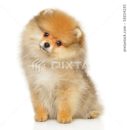 Pomeranian Spitz puppy sitting Pomeranian Spitz puppy sitting 58834285