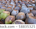 The coconut nursery in Samut Songkhram, Thailand 58835325