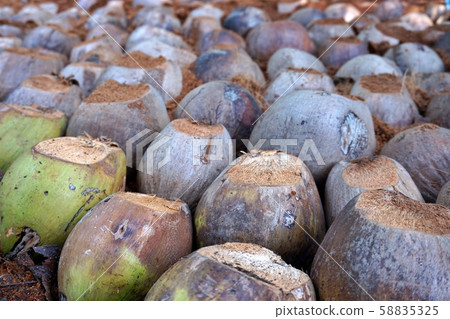 The coconut nursery in Samut Songkhram, Thailand The coconut nursery in Samut Songkhram, Thailand 58835325