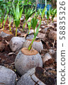 New born coconut tree in Samut Songkhram, Thailand 58835326