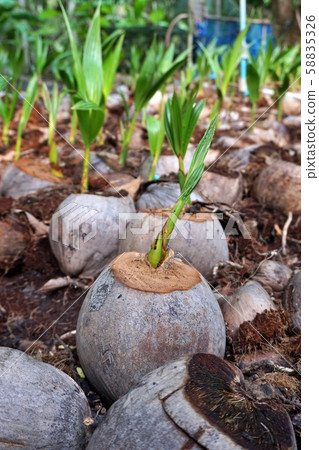 New born coconut tree in Samut Songkhram, Thailand New born coconut tree in Samut Songkhram, Thailand 58835326