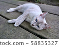 White cat blue eye in Samut Songkhram, Thailand 58835327