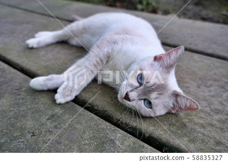 White cat blue eye in Samut Songkhram, Thailand White cat blue eye in Samut Songkhram, Thailand 58835327