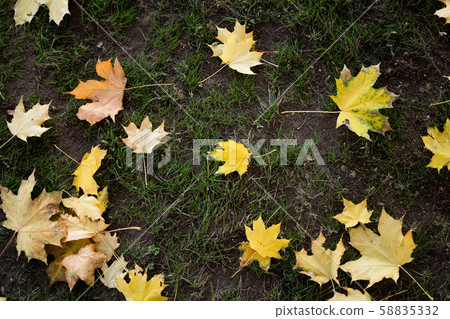 Colorful fall maple leaves on a background of green grass. Top view. Colorful fall maple leaves on a background of green grass. Top view. 58835332