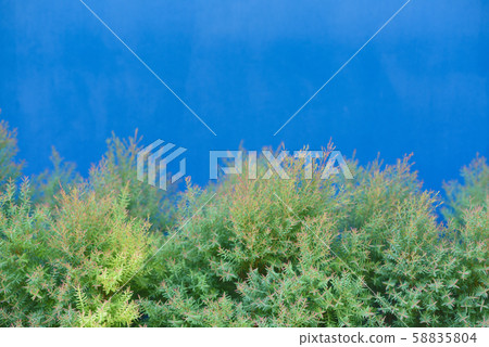 Green bush with blue wall background 58835804
