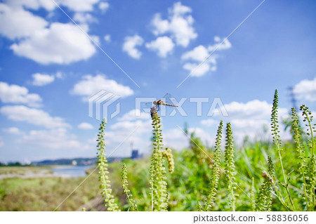 Dragonfly perching on grass 58836056