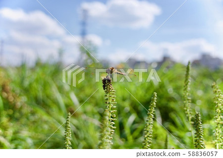 Dragonfly perching on grass 58836057