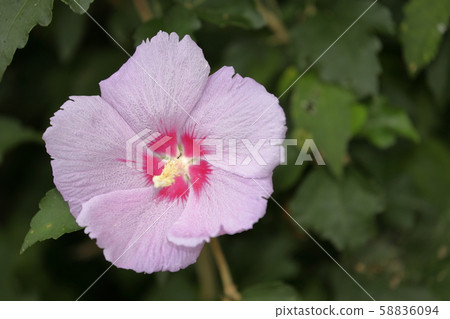 大麗花花園芙蓉4 58836094