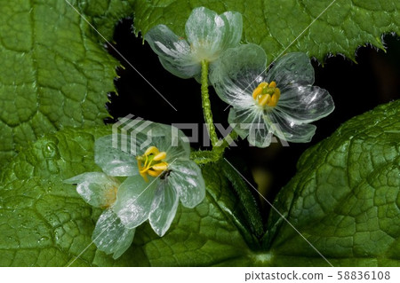 Sankayo變得透明 58836108