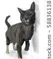 灰貓 58836138