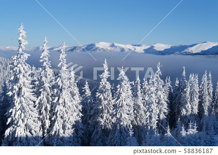Snowy forest in the mountains Snowy forest in the mountains 58836187