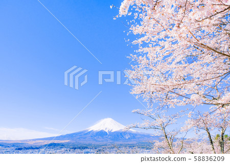 Sakura and Mt. Fuji 58836209