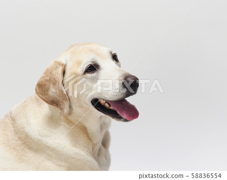 微笑的拉布拉多簡介 微笑的拉布拉多簡介 58836554