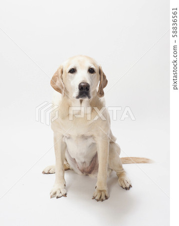 Smiling Labrador Smiling Labrador 58836561