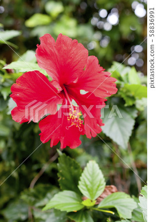 Hibiscus Hibiscus 58836991