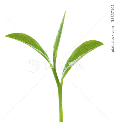 Green tea leaf isolated on white background 58837101