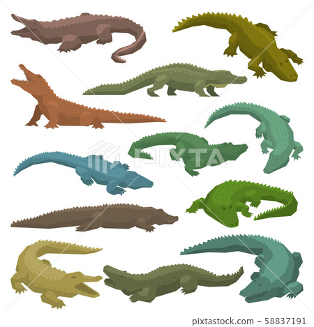 Crocodile vector cartoon crocodilian character of green alligator carnivore illustration animalistic Crocodile vector cartoon crocodilian character of green alligator carnivore illustration animalistic 58837191