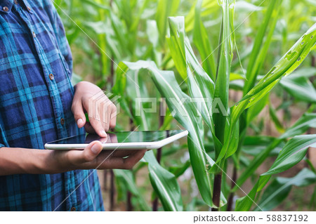 Boy young smart farmer Inspecting study Corn plant Boy young smart farmer Inspecting study Corn plant 58837192