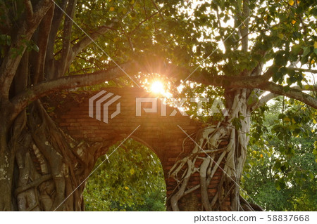 sunlight spreading on ruin door cover by Bodhi tree at Phra Nakhom ancient Buddhist temple Thailand sunlight spreading on ruin door cover by Bodhi tree at Phra Nakhom ancient Buddhist temple Thailand 58837668