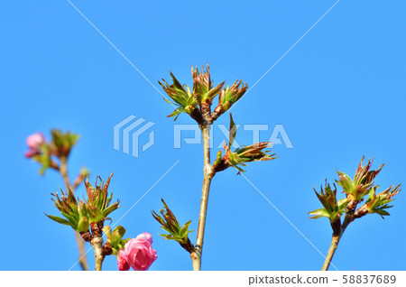 A photo of the top of a branch of a cherry tree tree, which is estimated to be red A photo of the top of a branch of a cherry tree tree, which is estimated to be red 58837689