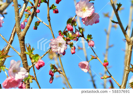 A photo of a close-up of a flower blooming on a branch of a cherry tree, which is estimated to be red A photo of a close-up of a flower blooming on a branch of a cherry tree, which is estimated to be red 58837691