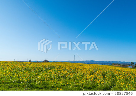 [Hokkaido Sky Town] Sunflower Field 58837846