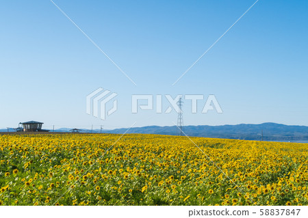 [Hokkaido Sky Town] Sunflower Field 58837847