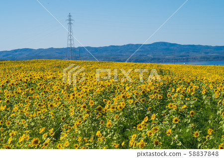 [Hokkaido Sky Town] Sunflower Field 58837848