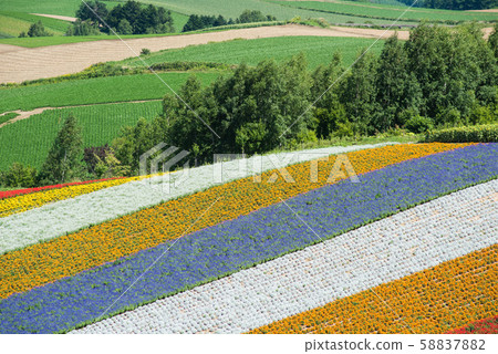 彩山美瑛町北海道 58837882
