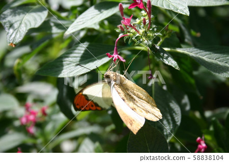 Tsumenna Tsumenna 58838104