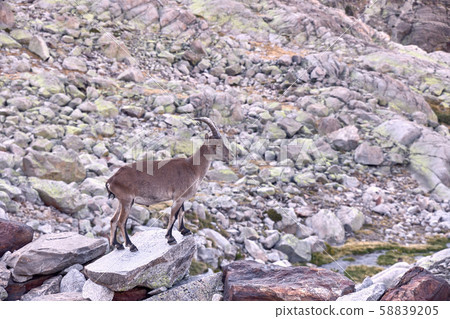 Alpine ibex or Capra pyrenaica on the summit of the mountain against stones in Sierra de Gredos mountain range. Avila, Spain Alpine ibex or Capra pyrenaica on the summit of the mountain against stones in Sierra de Gredos mountain range. Avila, Spain 58839205