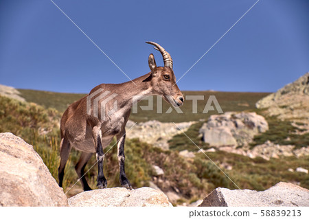 Alpine ibex or Capra pyrenaica on the summit of the mountain against stones in Sierra de Gredos mountain range. Avila, Spain Alpine ibex or Capra pyrenaica on the summit of the mountain against stones in Sierra de Gredos mountain range. Avila, Spain 58839213