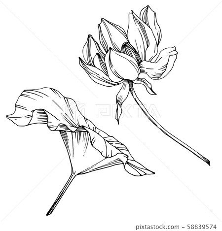 Vector Lotus floral botanical flower. Black and white engraved ink art. Isolated lotus illustration Vector Lotus floral botanical flower. Black and white engraved ink art. Isolated lotus illustration 58839574