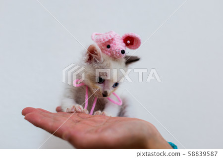 出生後4週的小貓 58839587