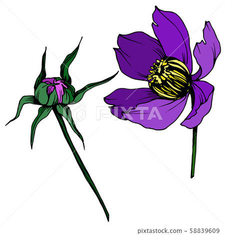 Vector Cosmos floral botanical flowers. Black and white engraved ink art. Isolated cosmea 58839609