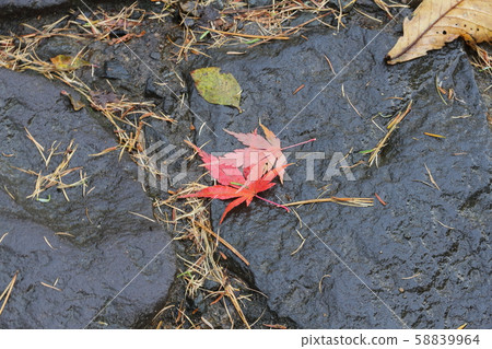 Autumn leaves of stone pavement 58839964