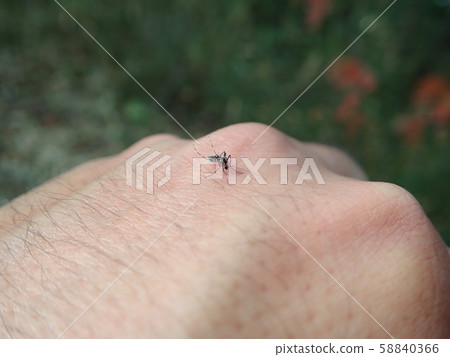 Mosquito sucking blood 58840366