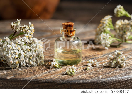 A bottle of yarrow essential oil with blooming yarrow plant 58840407
