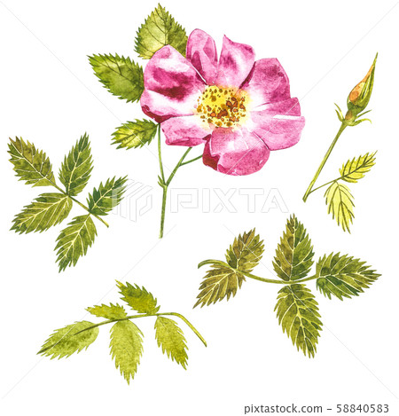 Botanical wild rose flower watercolor. Watercolor set of rose hip flowers and leaves, hand drawn Botanical wild rose flower watercolor. Watercolor set of rose hip flowers and leaves, hand drawn 58840583