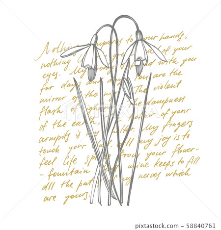 Snowdrop spring flowers. Botanical plant illustration. Vintage medicinal herbs sketch set of ink Snowdrop spring flowers. Botanical plant illustration. Vintage medicinal herbs sketch set of ink 58840761
