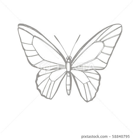 Butterflies silhouettes. Butterfly icons isolated on white background. Graphic illustration Butterflies silhouettes. Butterfly icons isolated on white background. Graphic illustration 58840795