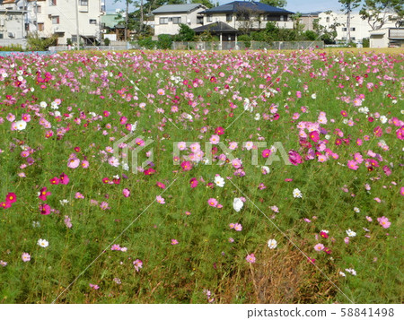 Cosmos blooming in fallow fields (photographed in October at Mishimae, Takatsuki City, Osaka Prefecture) 58841498