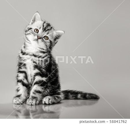beautiful little kitten beautiful little kitten 58841762